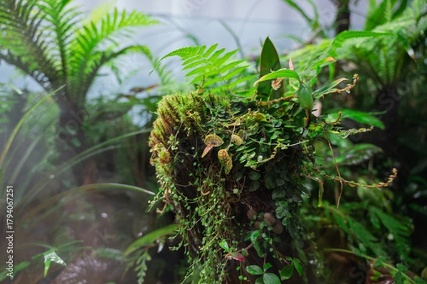 Obraz 緑の宇宙、苔とシダの静寂