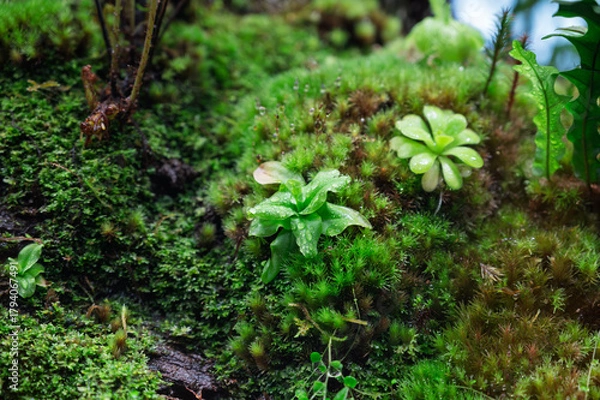 Obraz 緑の宇宙、苔とシダの静寂