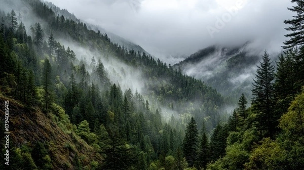 Fototapeta Misty Mountain Forest Landscape with Dense Evergreen Trees and Fog
