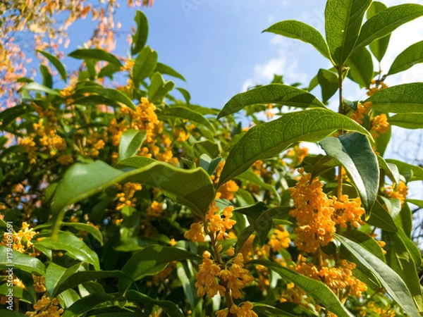 Fototapeta 秋を感じさせる秋晴れの青い空と満開の金木犀