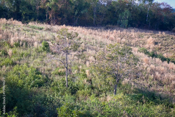 Fototapeta lavender field in provence