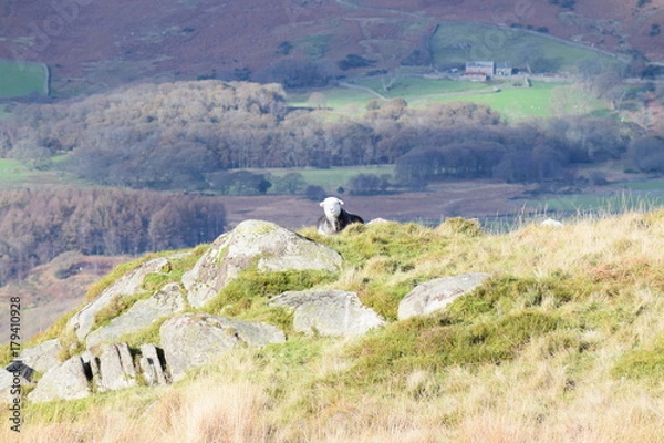 Obraz Herdwick Sheep