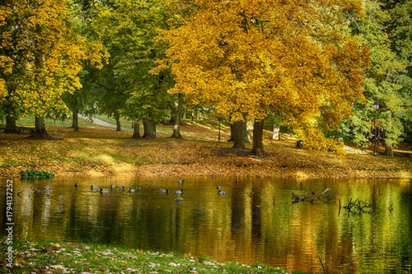 Fototapeta Autumn Park By The Lake With Ducks, Golden Leaves, And Serene Reflections In Sunny Afternoon