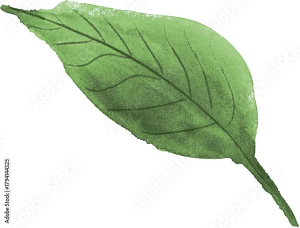 Obraz Vibrant Green Leaf with Detailed Veins