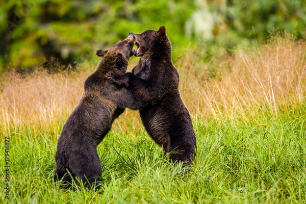 Obraz Orso grizzly della costa che pesca salmoni in Canada o Alaska