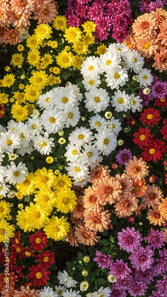 Fototapeta Beautiful seamless floral pattern of yellow daisies and colorful spring flowers blooming from above