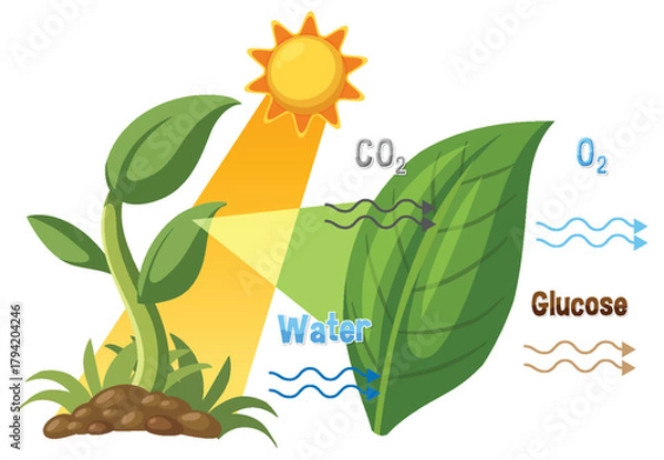 Fototapeta Photosynthesis Process Diagram with Sunlight, Leaf, and Chemical Inputs