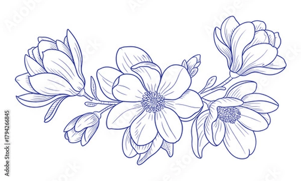 Fototapeta Elegant blue line art of blooming magnolia flowers and buds on a white background blossom floral