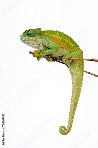 Fototapeta Coarse chameleon // Raues Bergchamäleon (Trioceros rudis) 