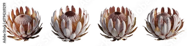 Obraz Set for Four Beautiful Protea Flowers in a Row isolated on transparent background