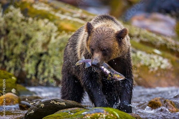 Obraz Orso grizzly della costa che pesca salmoni in Canada o Alaska