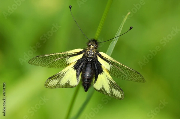 Obraz schmetterlingshaft