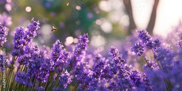 Obraz The Lavender Blooming Meadow with Bees and Soft Sunlit Bokeh Background