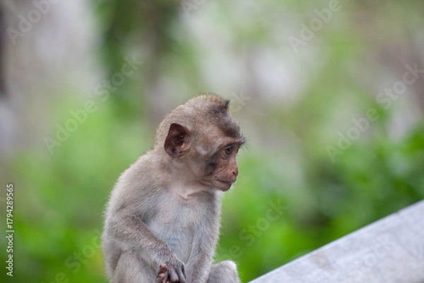 Obraz 可愛いサル