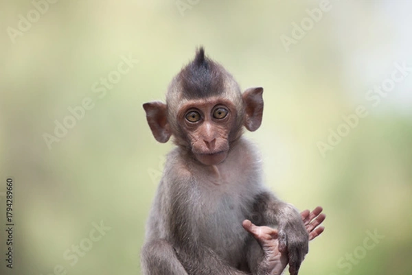 Obraz 可愛いサル