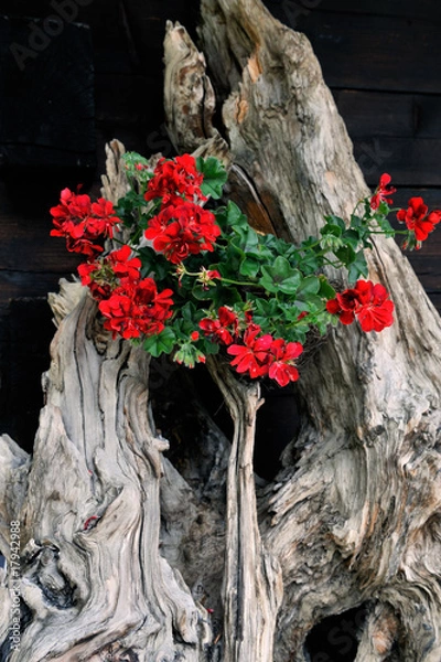 Obraz lowers on the tree snag