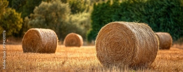 Obraz The Hay Bales in a Golden Field at Sunset with Rural Countryside
