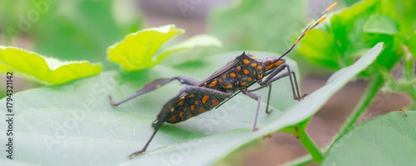 Fototapeta A kissing bug closeup, a small insect pest on a vibrant green plant leaf in nature's garden during summer,macro,cover page,cover space