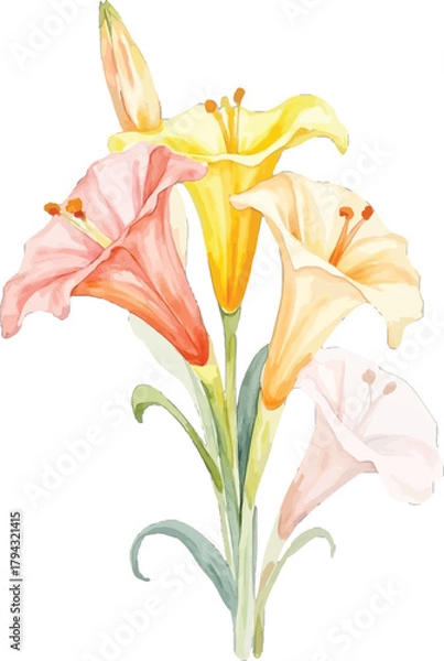 Fototapeta Watercolor painting of a bouquet of lilies, transparent background, vector, illustration