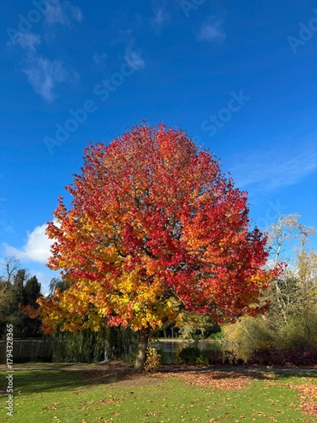 Obraz When Maple Trees Turn to Fire – Birmingham’s Autumn Magic