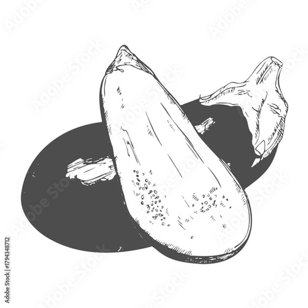 Fototapeta Hand drawn set of eggplant. Retro sketches isolated. Vintage collection. Linear graphic design.