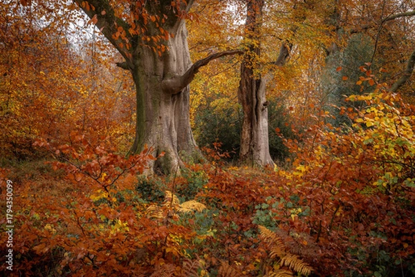 Obraz Golden Autumn Trees in the Forests of Great Britain