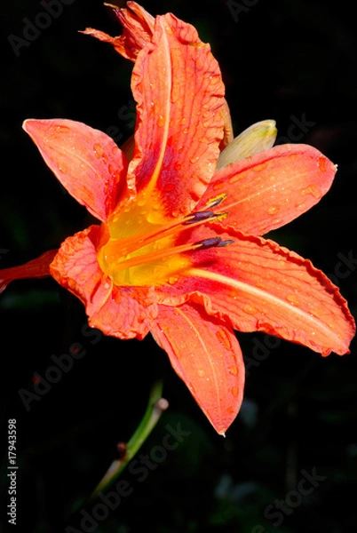 Obraz lily flower on dark background