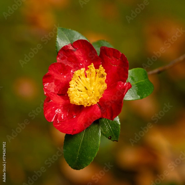 Obraz Yuletide Camellia in full bloom