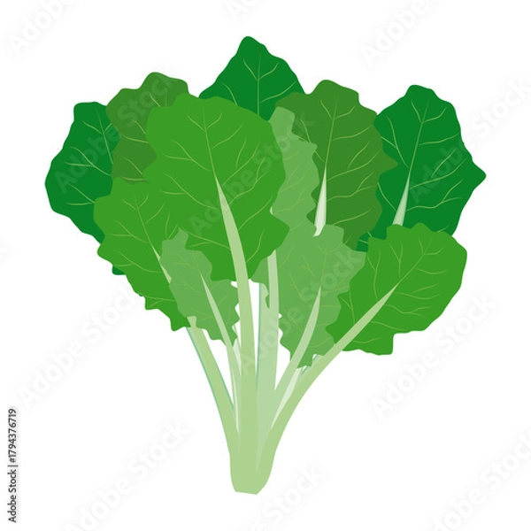 Obraz ほうれん草のイラスト　葉物野菜のイラスト素材