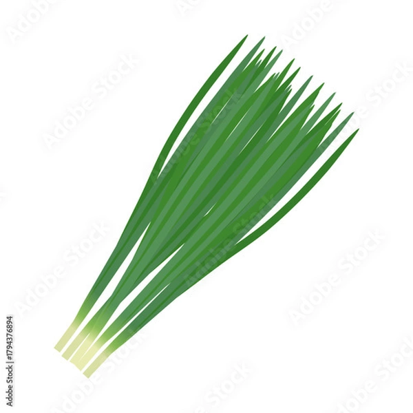 Obraz ニラ　葉物野菜のイラスト素材