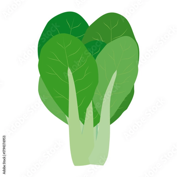 Obraz 青梗菜　葉物野菜のイラスト素材
