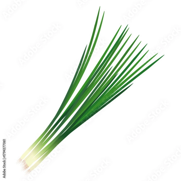 Obraz 小ねぎ　葉物野菜のイラスト素材