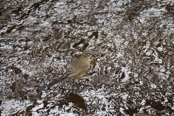 Obraz American robin standing in a stream
