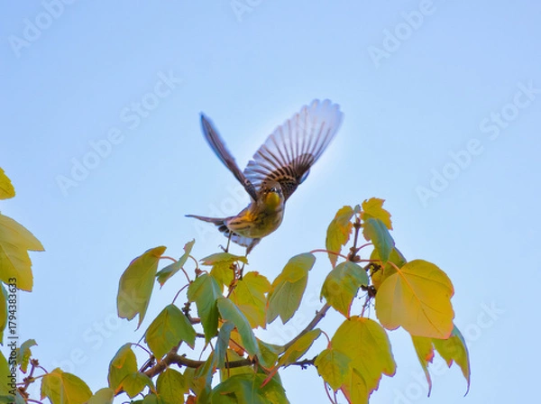 Obraz yellow-rumped warbler flying