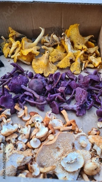 Fototapeta Les magnifiques contrastes de couleurs de 3 petits champignons d'automne (girolles, petits violets, pieds de mouton)