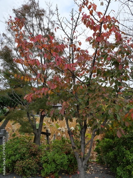 Obraz 小さな紅葉の木