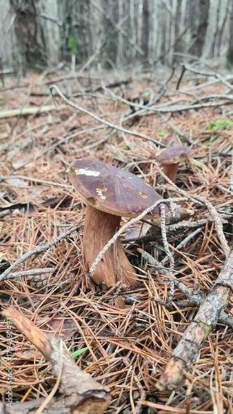 Fototapeta Une jolie paire de bolets bai poussant dans la pinède à l'automne (forêt de Rambouillet)