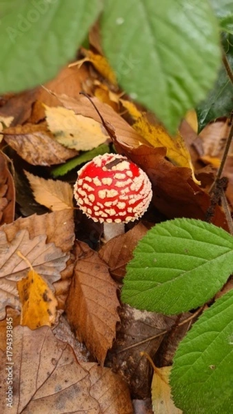 Fototapeta Une jeune amanite tue-mouches poussant dans une forêt de châtaigniers à l'automne (Île-de-France)