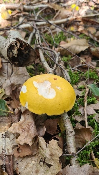 Fototapeta Une magnifique russule jaune poussant dans une forêt de bouleau à l'automne (Île-de-France)