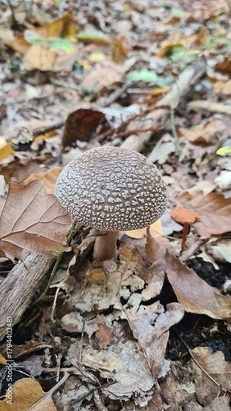 Fototapeta Une magnifique jeune amanite panthère poussant dans les feuilles mortes (forêt de Rambouillet)