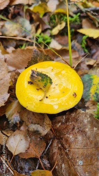 Fototapeta Une magnifique russule jaune poussant dans les feuilles mortes à l'automne dans une forêt d'Île-de-France
