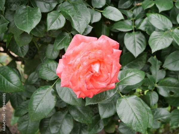 Obraz 真っ赤なバラ