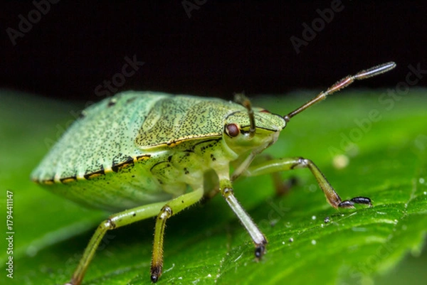Obraz shield bug on a green leaf. wildlife. colorful detailed macro photo of an insect. close-up. space for text. screensaver. bokeh
