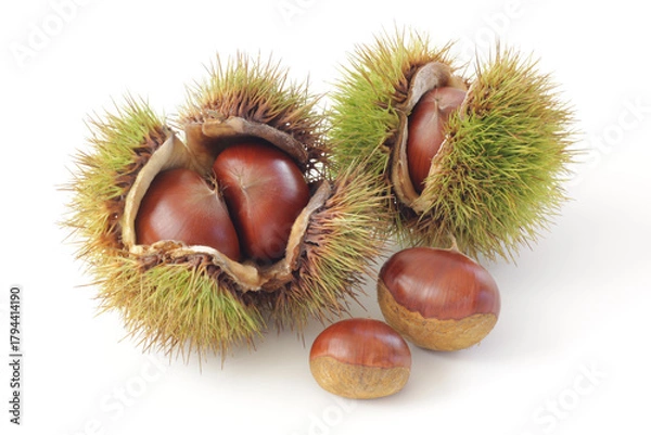 Obraz 白背景の栗