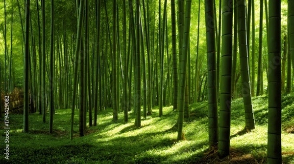 Fototapeta Lush bamboo forest in a tranquil environment with sunlight filtering through the dense canopy onto the ground vegetation