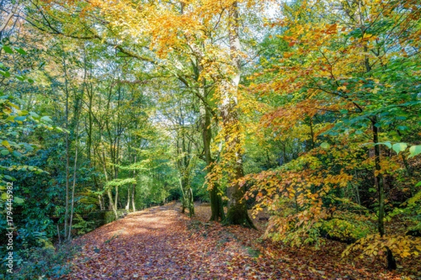 Obraz A rejuvenating Sunday walk around Felbrigg Great Wood with autumn colour