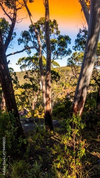 Fototapeta Sunlit trees frame warm hillside overlook at dusk!