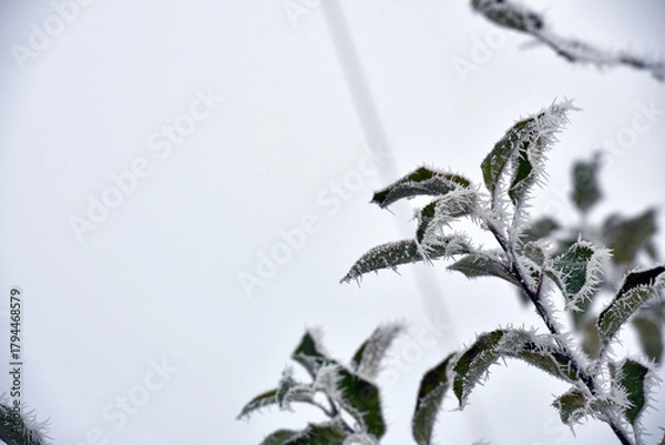 Obraz leaf on a branch in frost needles. Morning frost. Rime. Late fall, first frost, on a tree branch. winter background. leaves are covered with white frost. low temperature. beauty of nature. season