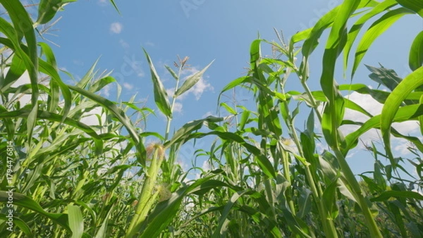 Fototapeta Expansive Lush Green Cornfield Flourishing Beneath a Bright and Clear Blue Sky Above