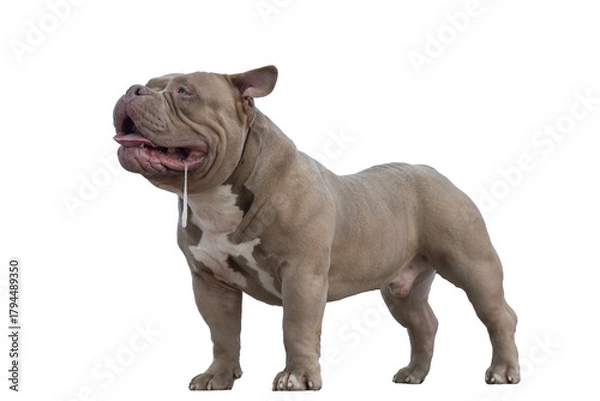 Fototapeta American bully of light brown beige color, a dog on a walk, a bulldog stands with his tongue sticking out and salivating, isolated object on transparent background, png